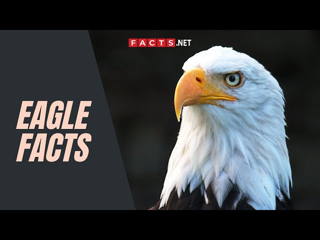 Eagle Facts About These Powerful Birds Of Prey class=