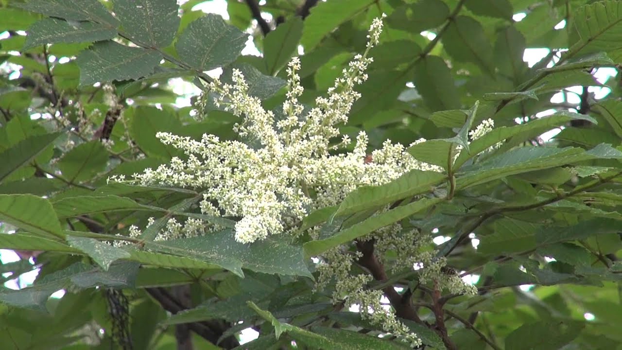 Flower Of Wax Tree ハゼノキの花 Youtube