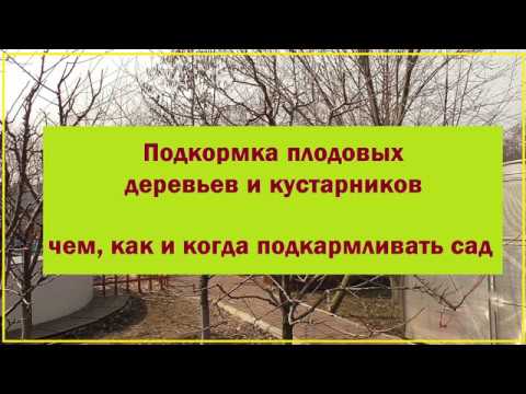 Вопрос: Что такое скелетообразователь плодовых деревьев?