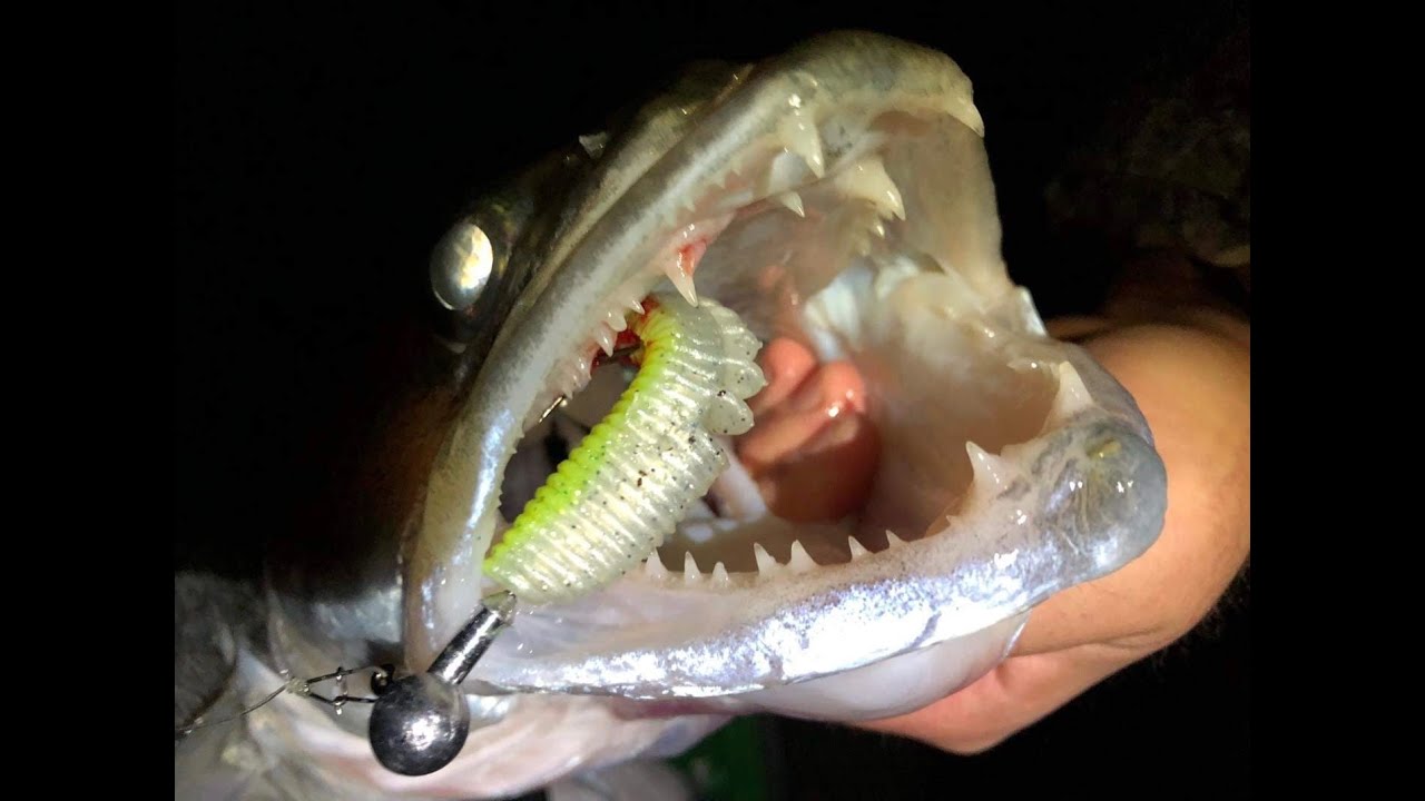 Folyóvízi Süllő Pergetés - Tuti tippek Darabos Tamástól