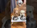 dogg: you use nestng doll trick to me#funny #rameshuttam #utube #short #dog