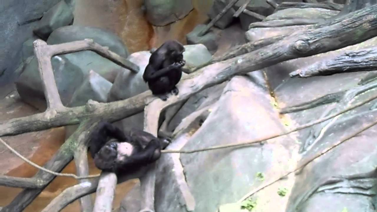 Gorillas Tropic World Africa Brookfield Zoo