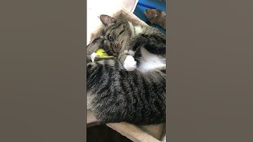 Sweet Kitty Loves Her Catnip Toy #SHORTS. CAT With Catnip Toy. Rescue Cats Make The Best Pets