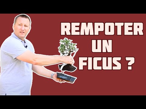 Vidéo: Tout Sur Le Ficus : Comment Il Se Reproduit