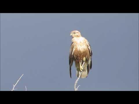 VK-da ukraina jinsiy aloqa