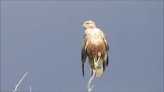 Long-legged buzzard  (Buteo rufinus) Αετογερακίνα. - Cyprus - 1/2/2024 by George konstantinou - Cyprus Wildlife tours 154 views 2 months ago 1 minute, 38 seconds