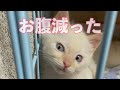 【離乳食のはじめ方】ミルクの子猫が離乳食を食べるようになるまで