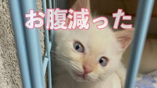 【離乳食のはじめ方】ミルクの子猫が離乳食を食べるようになるまで