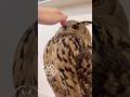 カキカキ待ちをして微動だにしないフクロウ #フクロウ #owl #癒し #かわいい #ユーラシアワシミミズク