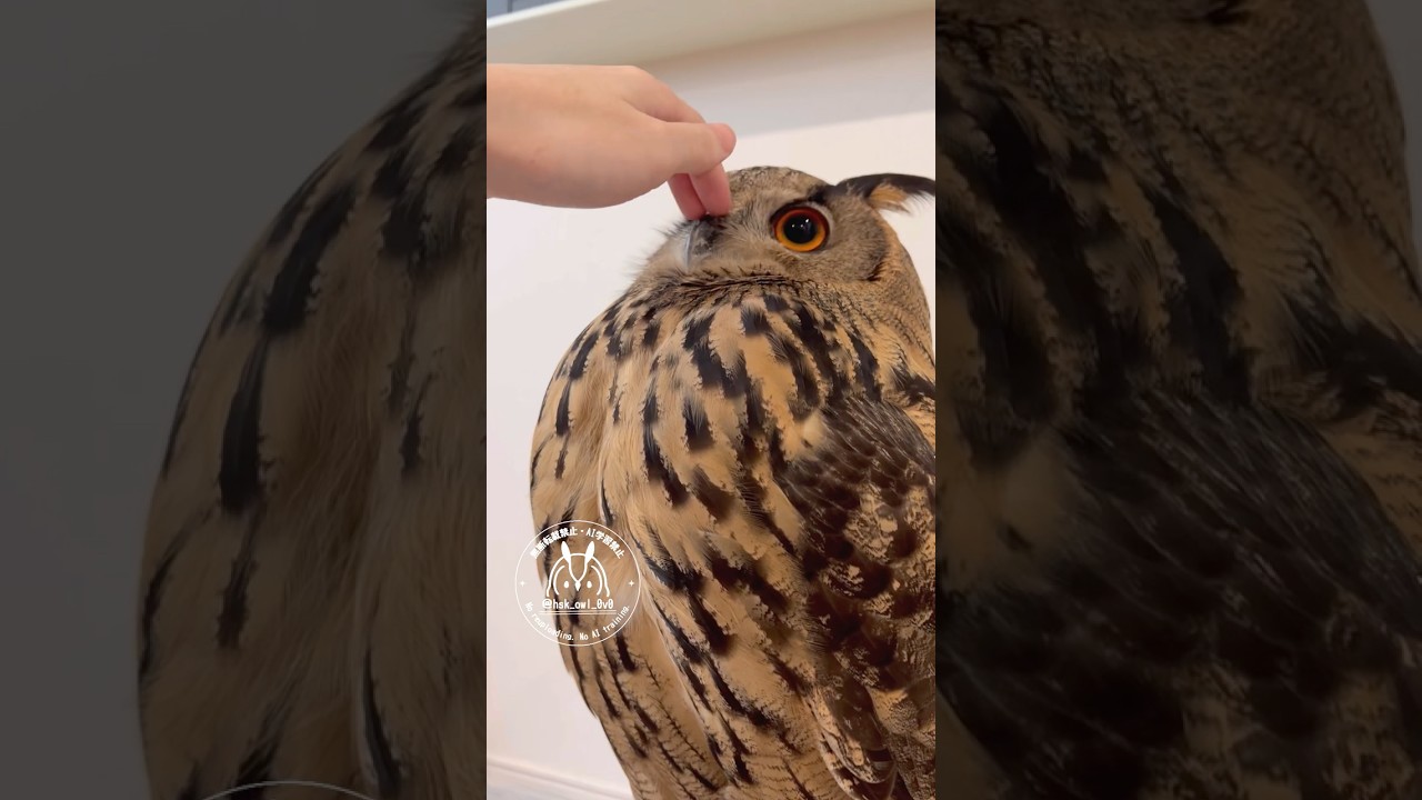 カキカキ待ちをして微動だにしないフクロウ #フクロウ #owl #癒し #かわいい #ユーラシアワシミミズク