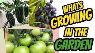 Growing Fruit And Vegetables In the Garden | Cooking Fusion With Noreen
