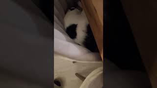 Wait for the surprise! - #kedi #uyuyankedi #tatlıkedi #kedivideosu #cat #sleepingcat #cute #catvideo