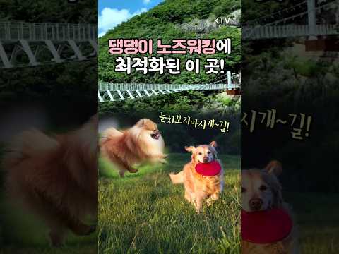 우리 댕댕이 노즈워킹 추천코스! 이제 눈치보지마시~개! #반려견 #여행 #전라도