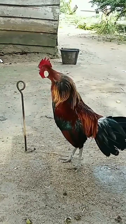Kokok pikat f1