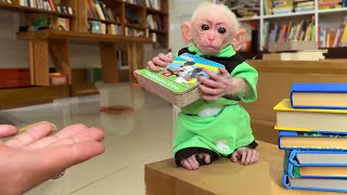 Bon Bon baby monkey helps dad Pack goods to sell