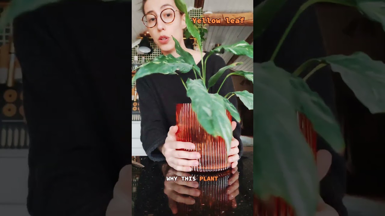 Yellow leaf on plant? 