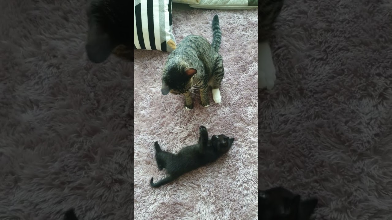 @루시@콩이 @냥이들