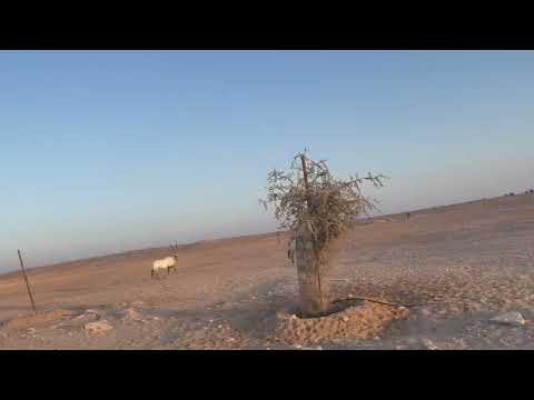 AL MARMOOM DESERT CONSERVATION RESERVE  – DUBAI