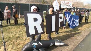 Animal rights activists hold a memorial service outside Marineland for Kiska the whale