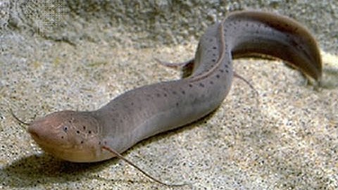 Unique ways animals hibernate/aestivation