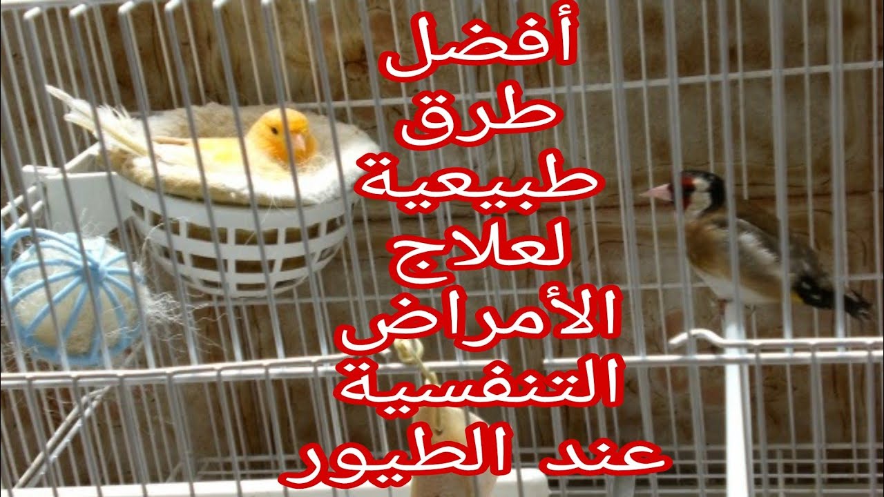 علاج جميع الأمراض التنفسية عند طيور الكناري والحسون والمعاكيف بأفضل طرق طبيعية