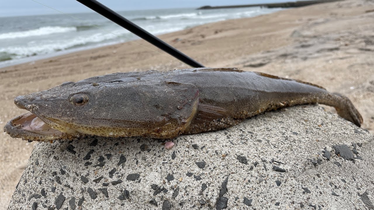 Dragging along the bottom I caught a nice-sized flathead - YouTube