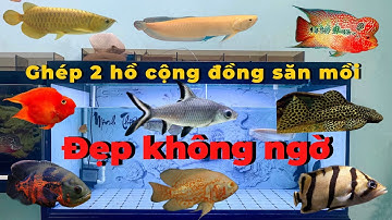 Hai hồ cá săn mồi ghép cộng đồng , cá rồng 24k, Ngân long abino, TTCP, La hán camfa, cá hổ bắc thái.