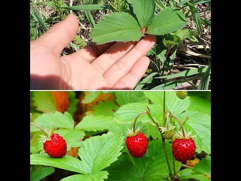 วีดีโอ: ข้อมูลสตรอเบอร์รี่ Fraises De Bois - เคล็ดลับในการปลูกสตรอเบอร์รี่ Fraises De Bois