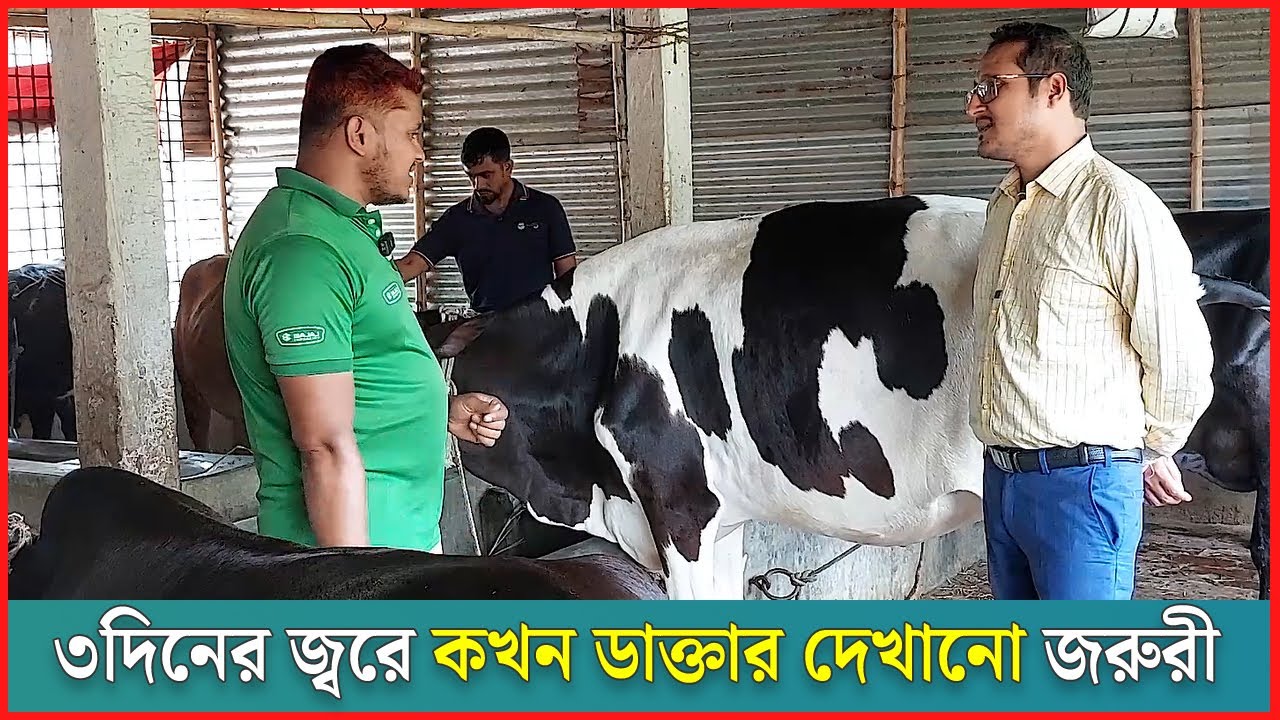 ৩দিনের জ্বরে কখন ডাক্তার দেখানো জরুরী | গরুর জ্বরের লক্ষন সমূহ | এফিমেরাল ফিভার | Dr.Touhidul Islam