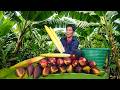 Traditional Village Life: Harvesting Wild Banana Flowers for Market Sale