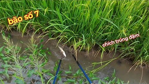 Kích cá  bão số 7 trúng cá lóc đồng cá rô đồng khủng | kích cá miền tây 