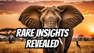 Elephants Up Close: Gentle African Giants | Wildlife Documentary