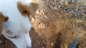 14" Coiltek elite coil 8 gram nugget