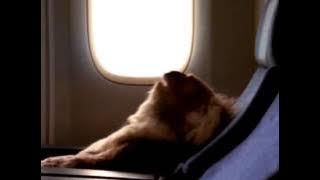 Qantas Koala Commercial (Dreamtime)