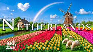 🇳🇱 Beautiful Netherlands 4K | Windmills, Tulip Fields & Relaxing Piano for Sleep & Study 🎶
