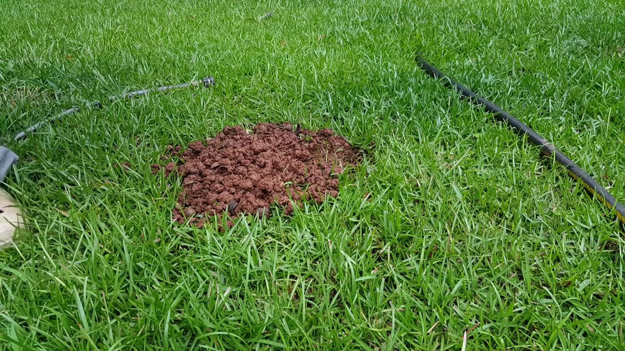How To Catch A Burrowing Rodent This A Chipmunk YouTube
