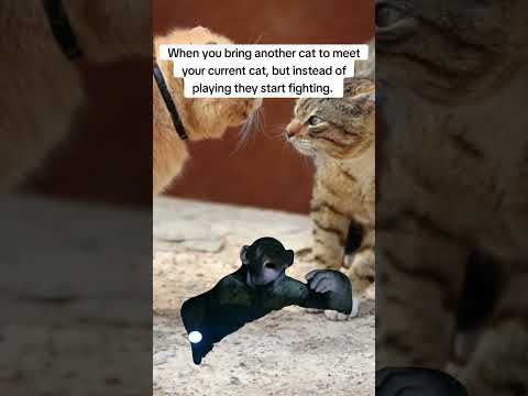 Ohno! Planet of the Apes - Meme Compilation Part 1