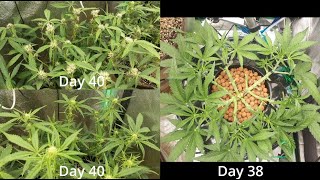 How I Grow! -S1E7- Defoliation, LST, and Lolipopping