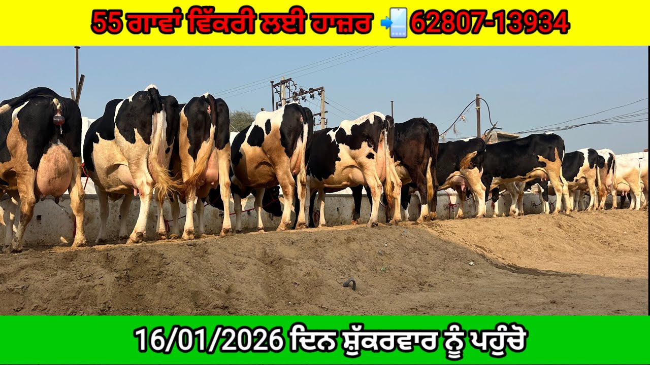 55 Cows For Sale & 55 ਗਾਵਾਂ ਵਿਕਾਊ 