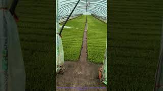 Low-Tech Greenhouse Hack: Water-Powered Sprayer Rotates Automatically