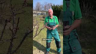 Glejotok Na Stromoch? Takto Ho Ošetríte A Zachránite Úrodu