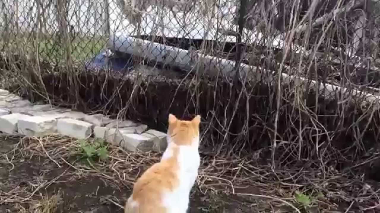 Cats catching the mouse YouTube
