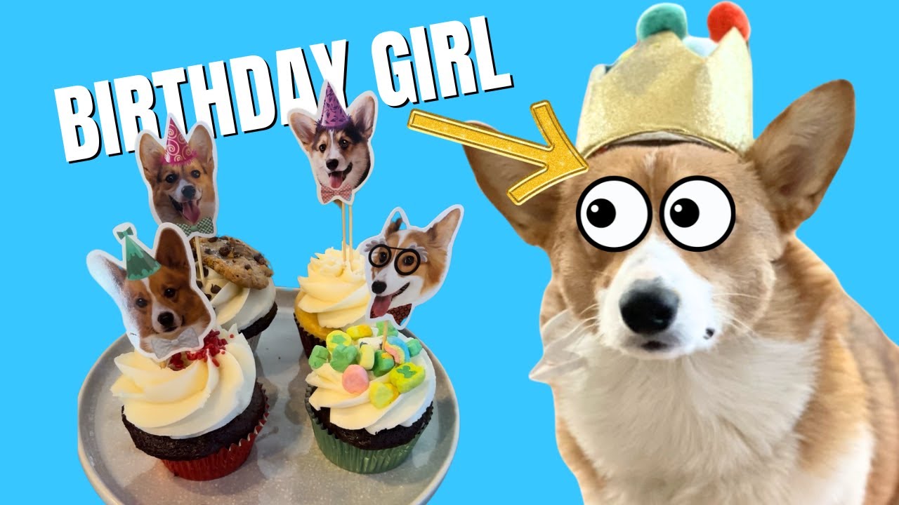 she had NO idea what her birthday surprise would be! (cute corgi puppy dog)