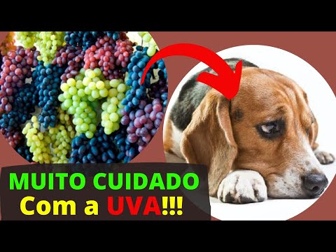 Vídeo: As uvas são boas para cães?