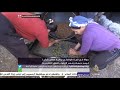 جولة في قرية طوقجلي بولاية هطاي بتركيا لرصد حصاد وعصر الزيتون بالطرق التقليدية جولة في قرية طوقجلي بولاية هطاي بتركيا لرصد حصاد وعصر الزيتون بالطرق التقليدية