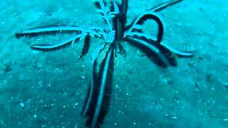 Feather Star swimming