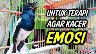 UNTUK TERAPI AGAR KACER CEPAT EMOSI JADI GACOR BUKA EKOR ON !! KACER GACOR  MEMANCING EMOSI.