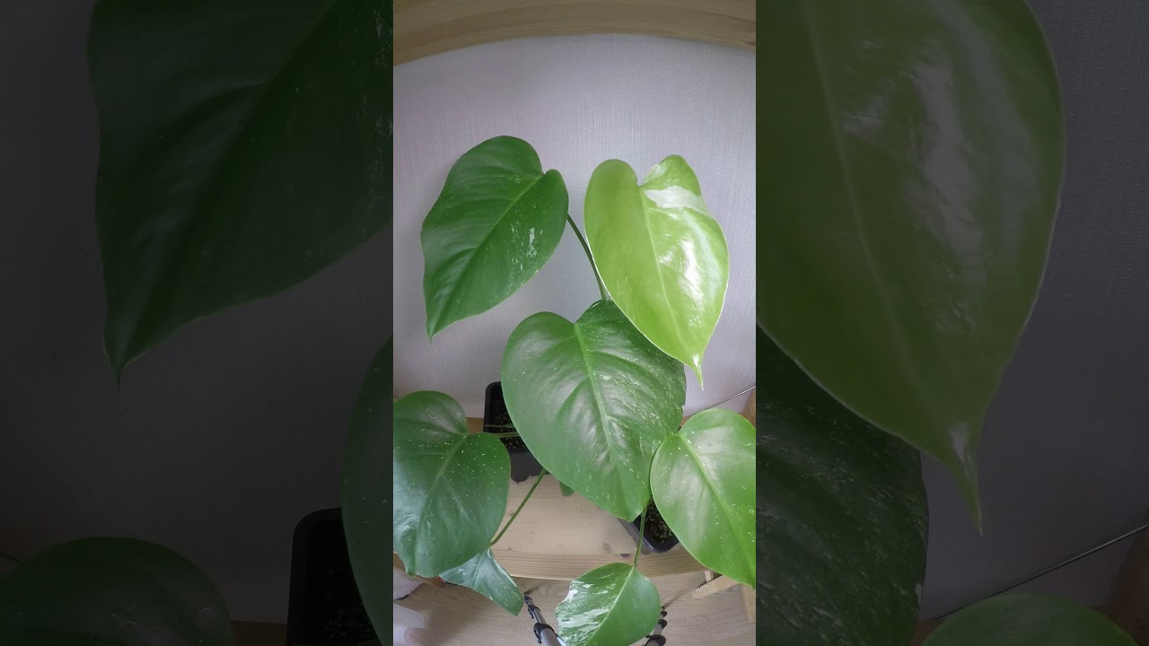 monstera borsigiana variegata 몬스테라 새잎 나오기 