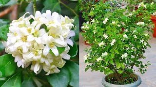 This is the best way to grow & care for Orange Jasmine