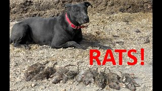 Annie Catching Rats by Dagley Ranch 583 views 1 month ago 2 minutes, 35 seconds